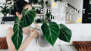 an update on some of my recent repots!