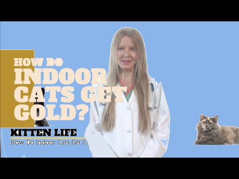 How Do Indoor Cats Get Cold? (2019)