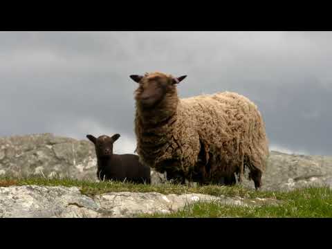 Trailer: SWW Film Series - Shetland's Finest Fleece