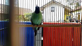 Download lagu Cucak ijo gacor full materi..Jember mp3