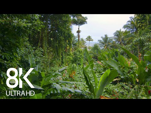 Incredible Jungle Sounds 8K - Exotic Birds Singing in Tropical Rainforest 8 HOURS - Part #1