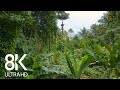 Incredible Jungle Sounds 8K Exotic Birds Singing In Tropical Rainforest 8 HOURS Part 1