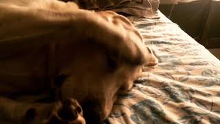 Peek-A-Boo! I Love You!