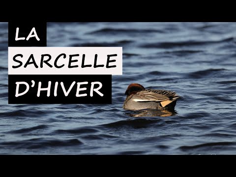 Eurasian Teal call — Sarcelle d'hiver (Anas crecca) v Baie de Somme