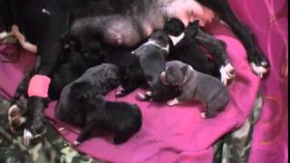 preview picture of video 'HARDROCKBULLYS PITBULLS MR CRAWLEY & LADEE Puppies milking hours after birth Video 023'
