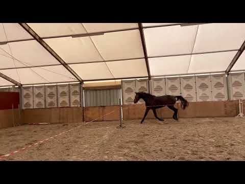 ** Sold Hungary 🇭🇺 ** Stallion 2020 Casall x Corrado I