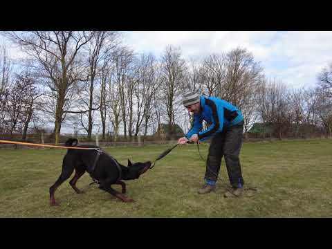Dobermann Askan • Schutzdienst • Trieb fördern Teil 2
