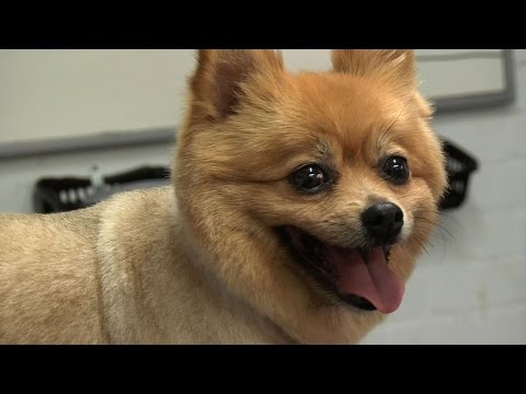 Grooming Guide - Pomeranian Pet/Clipped Trim - Pro Groomer
