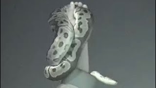 Hillsboro – “Sleep Dealrrr”