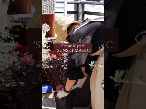 ホロー ラークスパー 植物