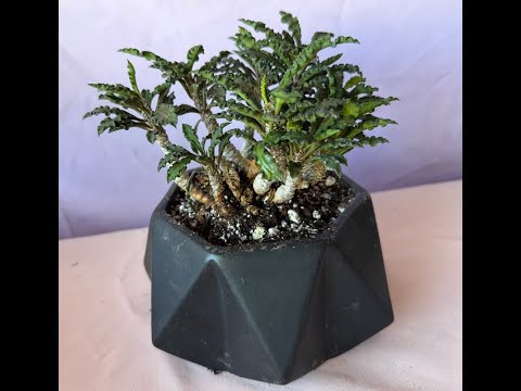 Euphorbia decaryi a Unique Madagascar Succulent - Episode 205