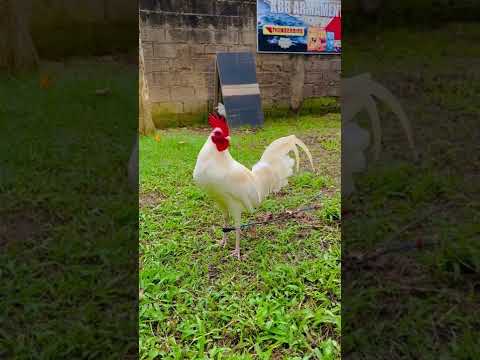 Pure White Kelso Broodstag (Straight Comb Side)