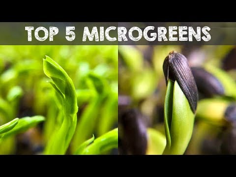 Top 5 Microgreens You Must Grow Video