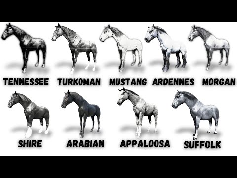 EVERY HORSE BREED IN RED DEAD 2 EXPLAINED