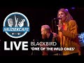 Blackbird - 'One Of The Wild Ones' live bij Muziekcafé