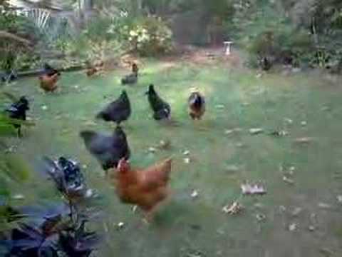 Chicken attack