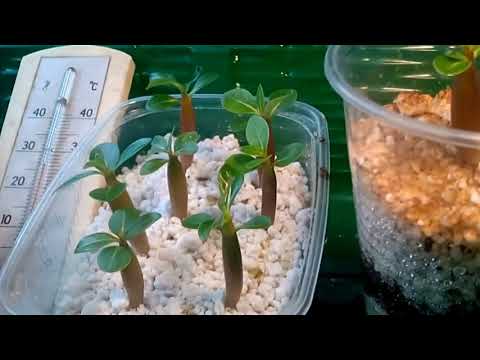 Адениум. Выращивание адениума из семян