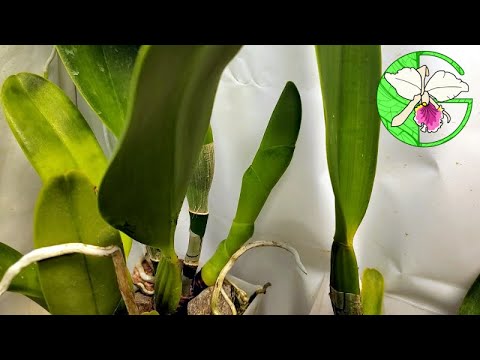 Orchid collection update • 22 January 2022