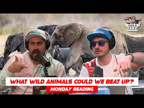 Big Cat ACTUALLY thinks he could Beat Up an Elephant