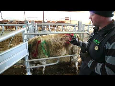 Farmer know how: know how to inject cattle