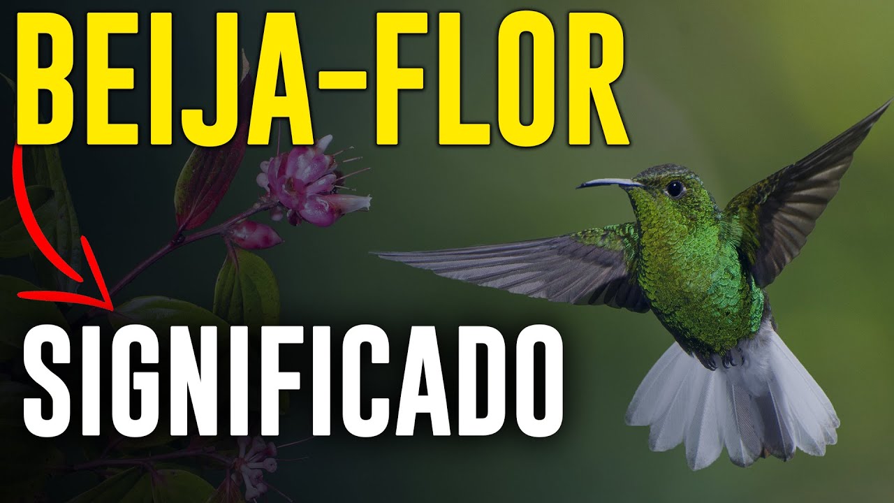 Beija-flor entrou na sua casa Entrou na cozinha entenda o SIGNIFICADO ESPIRITUAL
