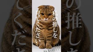 私の推しをみてください👀🐈【うりちゃんver.】#ねこ #cat  #猫 #猫のいる暮らし #スコティッシュフォールド