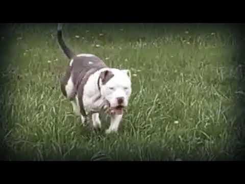 American Bully workout: RUNNING AT THE DAM
