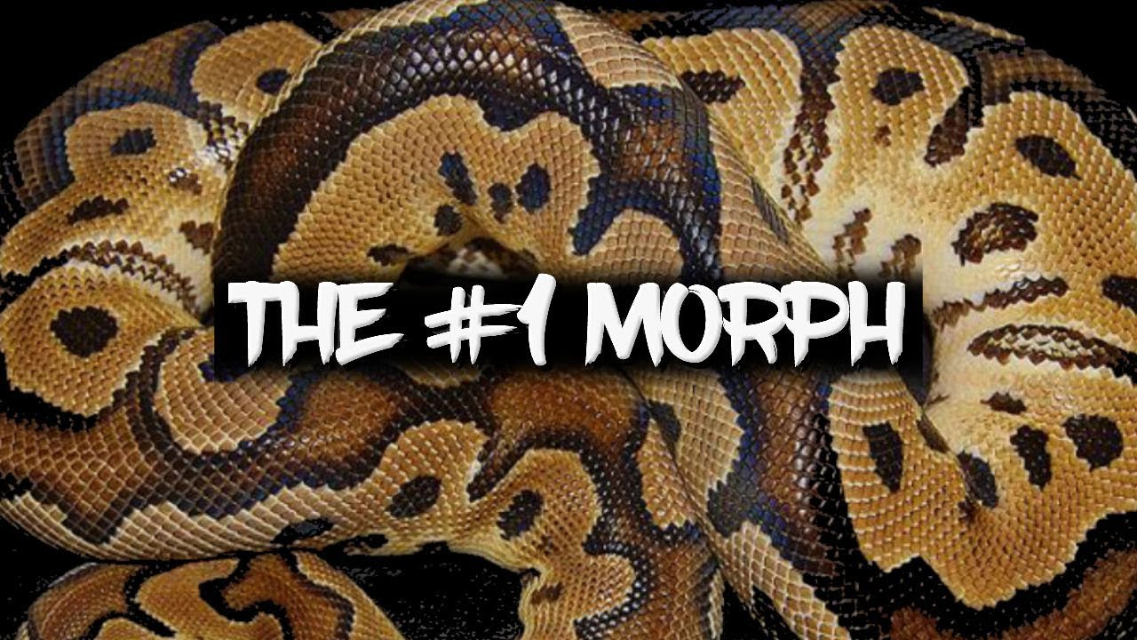 The number one ball python morph of all time!