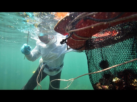 Living with the Sea（English）