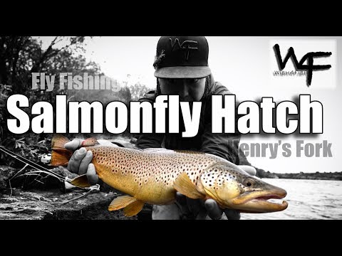 W4F - Fly Fishing - Salmonfly Hatch on the Henry's Fork, Idaho