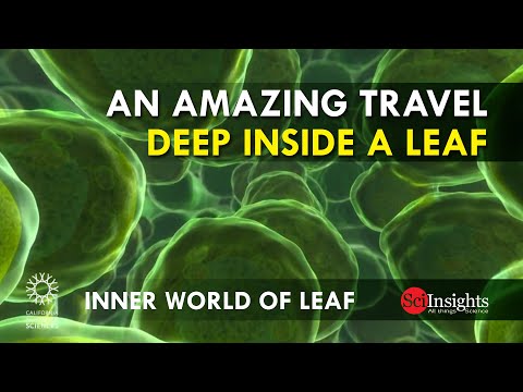 Inner World of Leaf | An Amazing Travel Deep Inside a Leaf