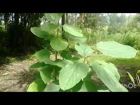 UMUZIRANYENZI NI UMUTI MWIZA UVURA ABAGABO KURANGIZA VUBA NO KUBURA UBUSHAKE NO KWIKINISHA NDETSE...