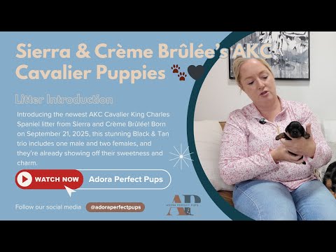 Litter Introduction – Sierra & Crème Brûlée’s AKC Cavalier Puppies 🐾🖤