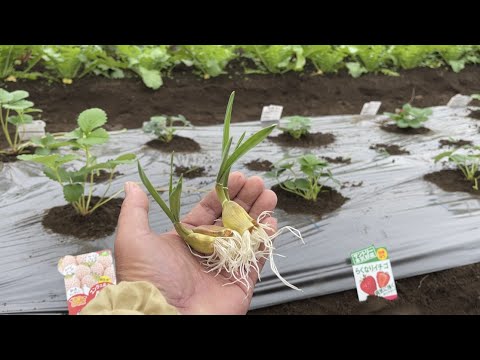 イチゴ:病気と害虫の概要 植物