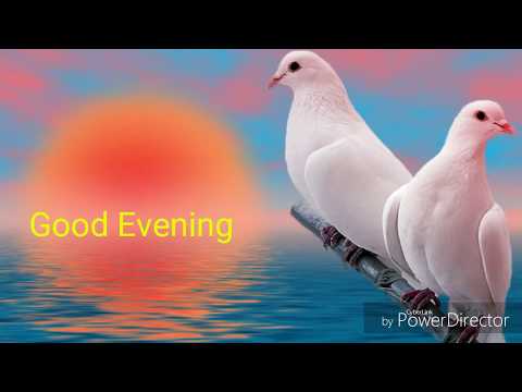 Good Evening Friend, Subh Sandhya With Flowers.