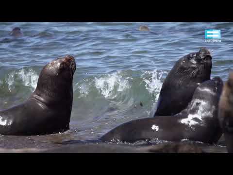 Bioanimal: El lobo marino - Canal Encuentro