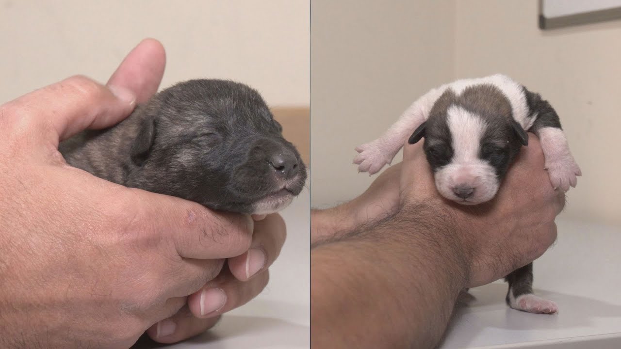 El abandono de animales se considera como infracción grave
