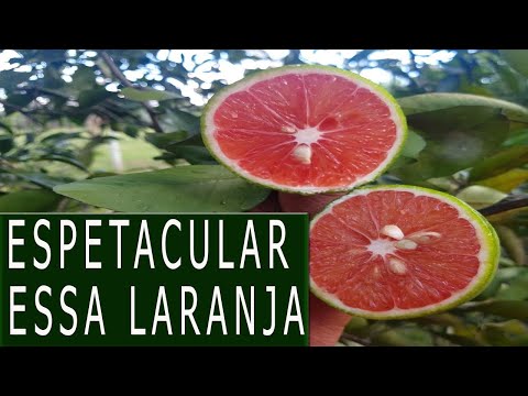 Sensacional a laranja sanguínea você conhece ?