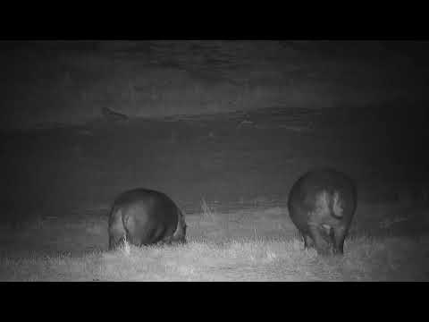 Djuma: Two Hippos leave the pan before dawn - 05:30 - 08/02/19