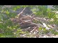Donkey Mating Viral Video