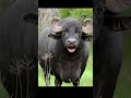 Pani Lao Re Comedy Funny Videos Youtube Short Video Viral