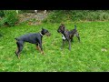 Dobermann X Cane Corso Cross Breeding
