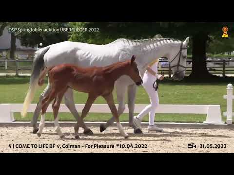 KN 4: Hengstfohlen v. Colman/For Pleasure
