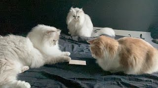 ３人でガン見www