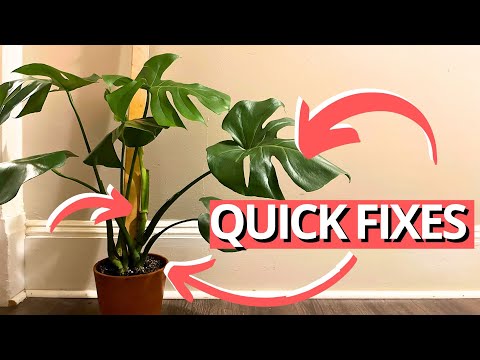 3 SIMPLE changes for the best Monstera | #communityquestions