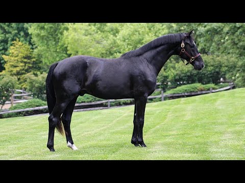 Promise ISF -  Developing 2019 KWPN-NA Dressage Horse - In Free Movement, July 2022