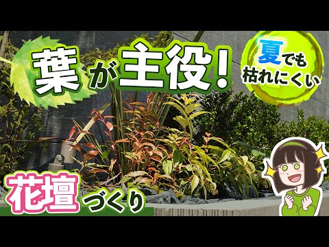 園芸 ウェスタン・トゥヤ、カナディアン・トゥヤ、ホワイト・シダー