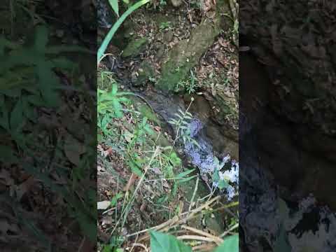 Mine Chácara de 5.000m com córrego perene no fundo em Alexânia Goiás