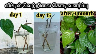 வெற்றிலை கொடி வீட்டில் வளர்ப்பது எப்படி? | how to grow betel leaves at home in tamil