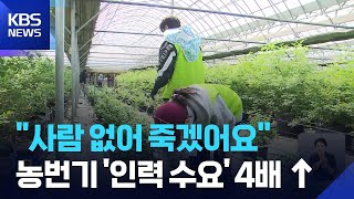 ‘농번기 인력 수요’ 4배↑…고질적 구인난 반복 / KBS  2026.05.04.